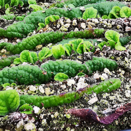 Houseplant Propagation Workshop: Learn How to Propagate Streptocarpus and Begonias (13 June)