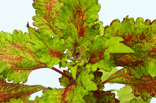 Coleus Lemon Chiffon