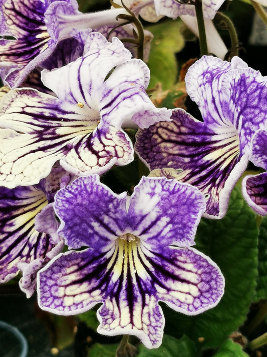 Streptocarpus Lisette