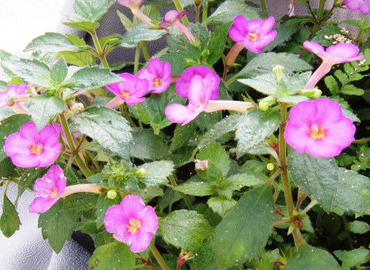 Achimenes Little Lulu