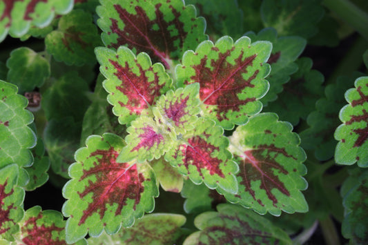 Solenostemon (Coleus) Lord Falmouth