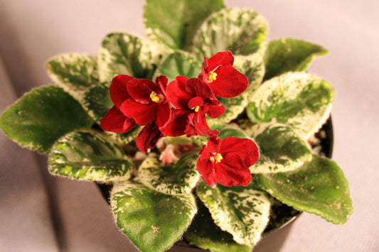 Saintpaulia Mac's Rouge Rogue - Dibleys