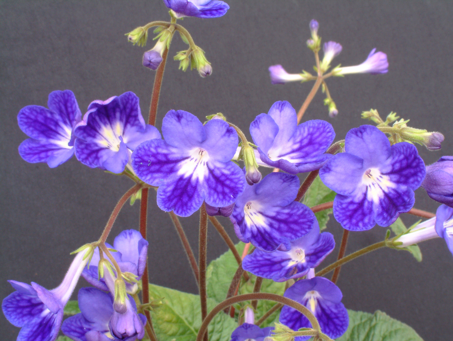 Streptocarpus Margaret