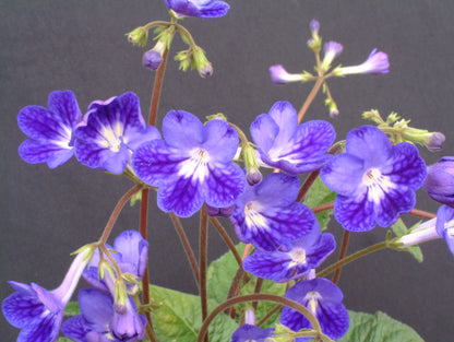Streptocarpus Margaret