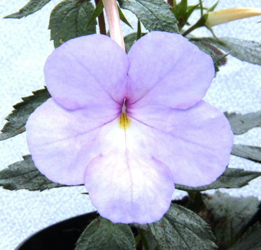 Achimenes Mauve Delight