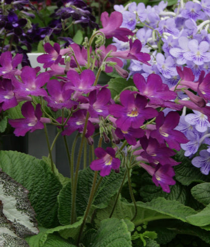Streptocarpus Megan