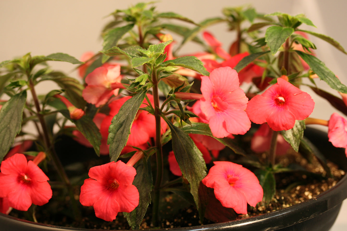 Achimenes Melon Ice Cream