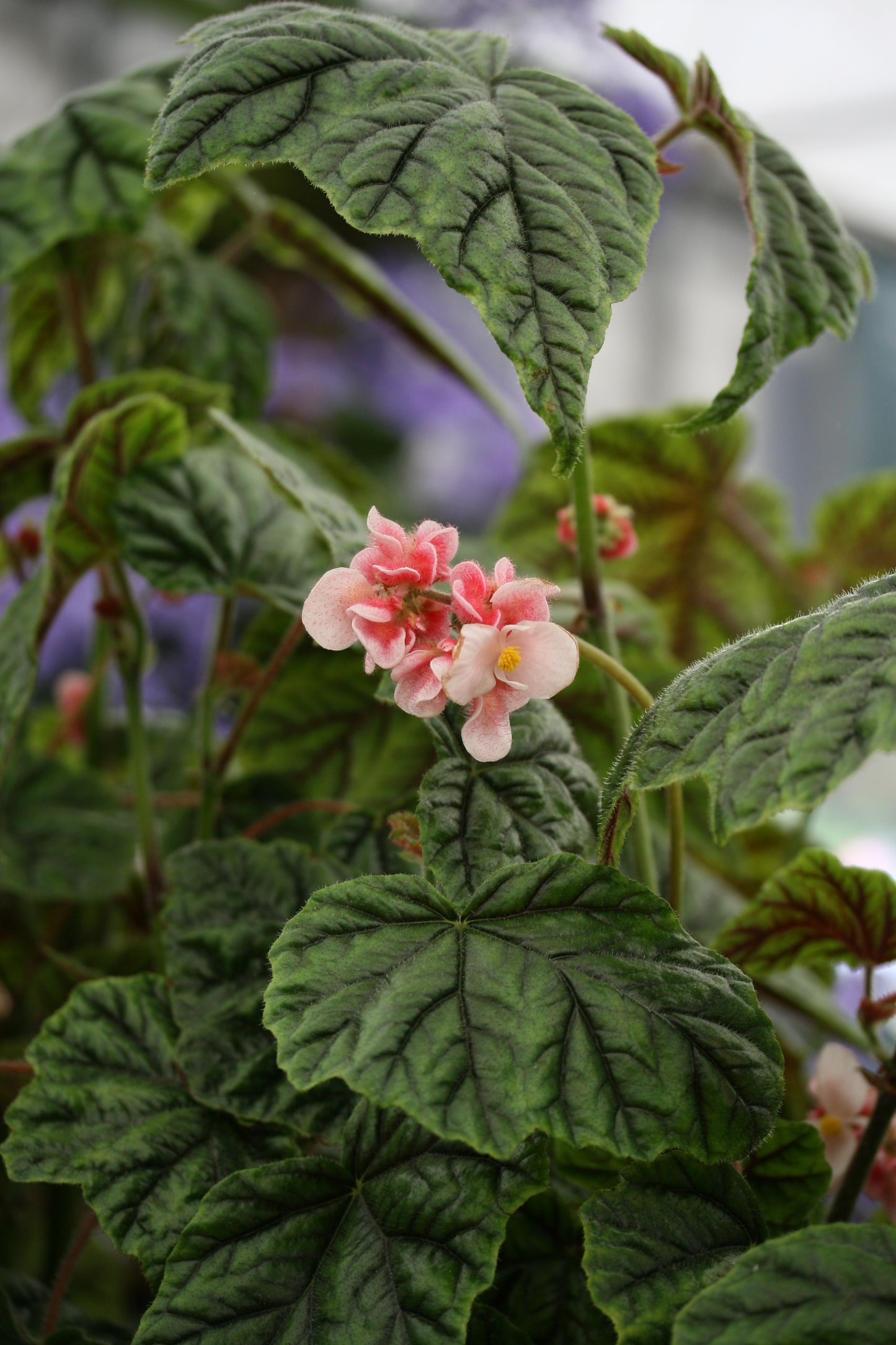 Begonia metallica - Dibleys