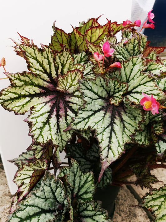 Begonia Mint Tea