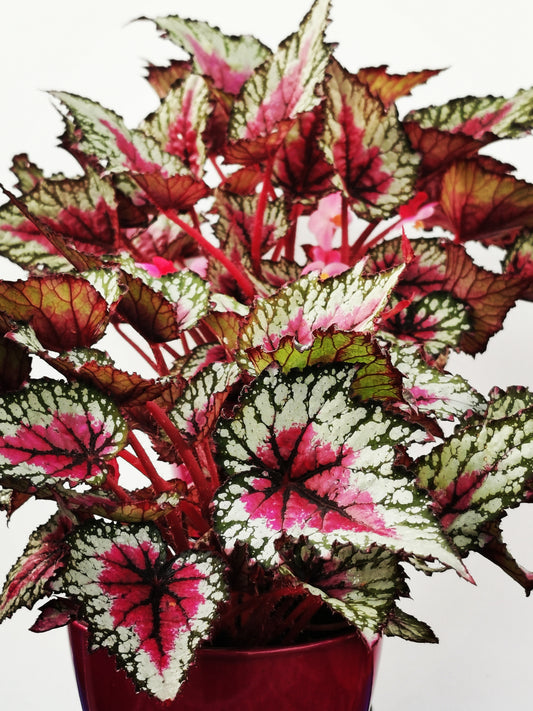 Begonia Moulin Rouge NEW 2024