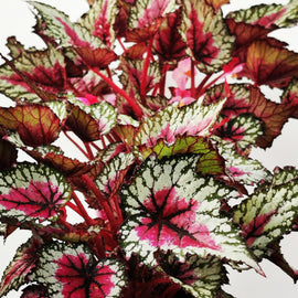 Begonia Moulin Rouge