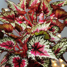 Begonia Moulin Rouge