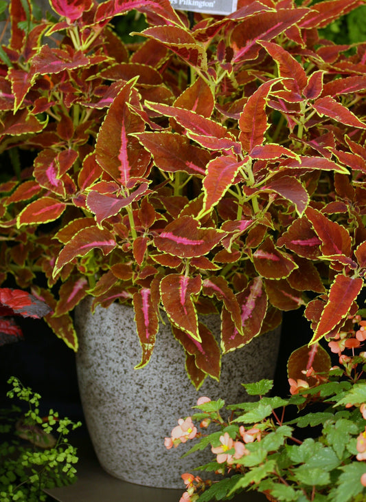 Coleus Mrs Pilkington