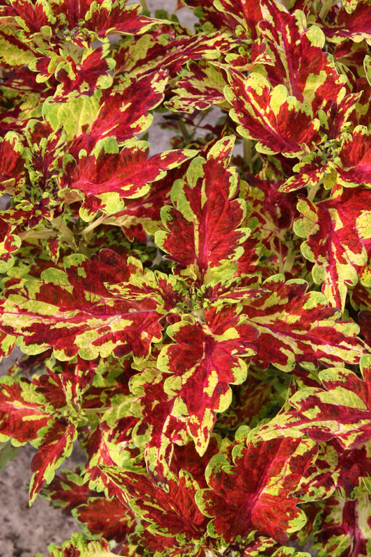 Coleus Muriel Pedley