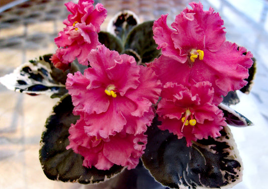 Saintpaulia Ness' Orange Pekoe