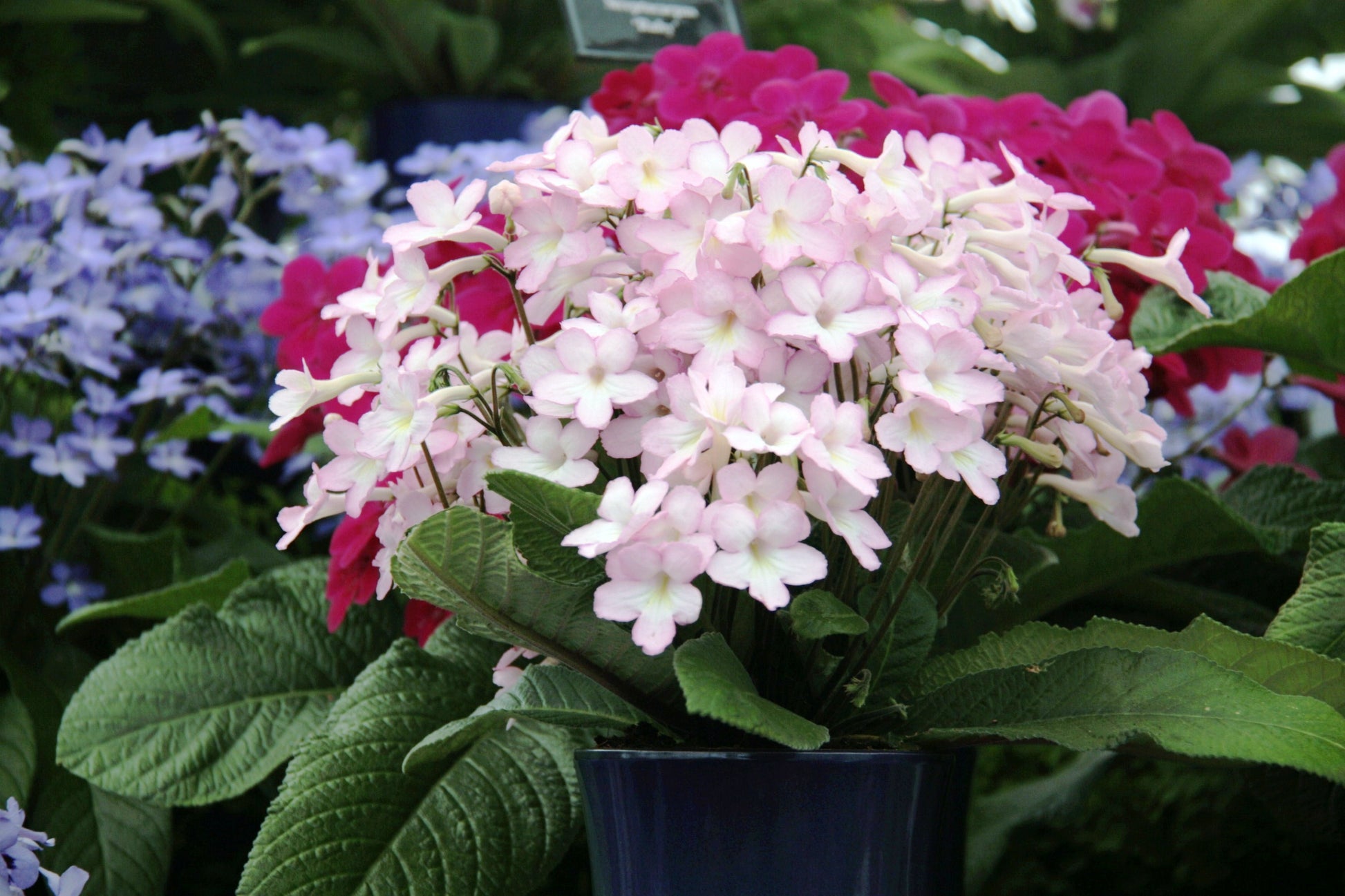 Streptocarpus Nia - Dibleys