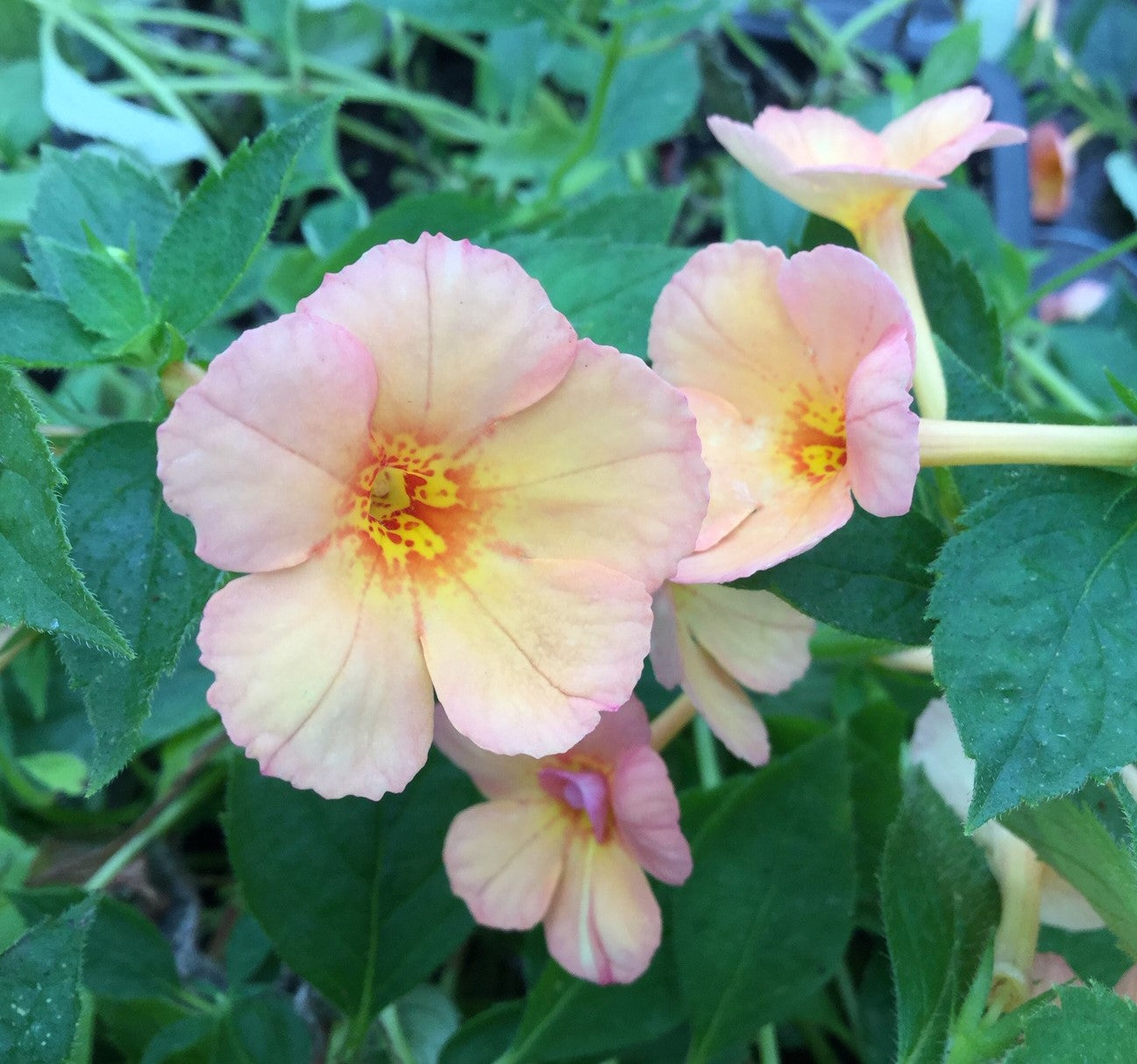 Achimenes Orange Orchard - NEW FOR 2023