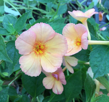 Achimenes Orange Orchard - NEW FOR 2023