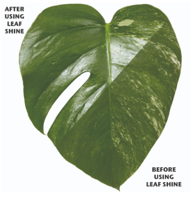 Organic Focus Leaf Shine