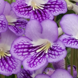 Streptocarpus Victoria NEW 2025