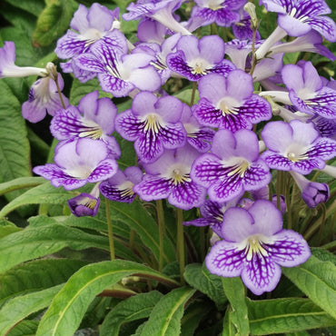 Streptocarpus Victoria NEW 2025