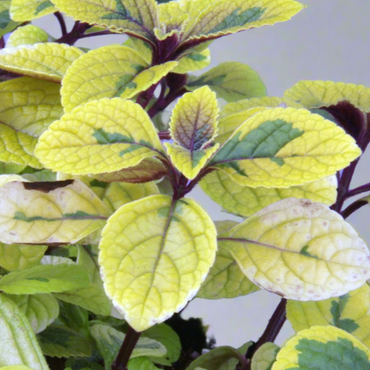 Plectranthus Easy Gold