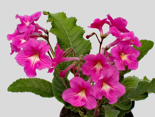 Streptocarpus Padarn - Dibleys