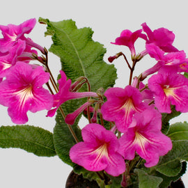 Streptocarpus Padarn