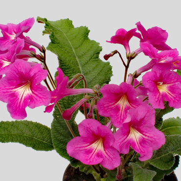 Streptocarpus Padarn