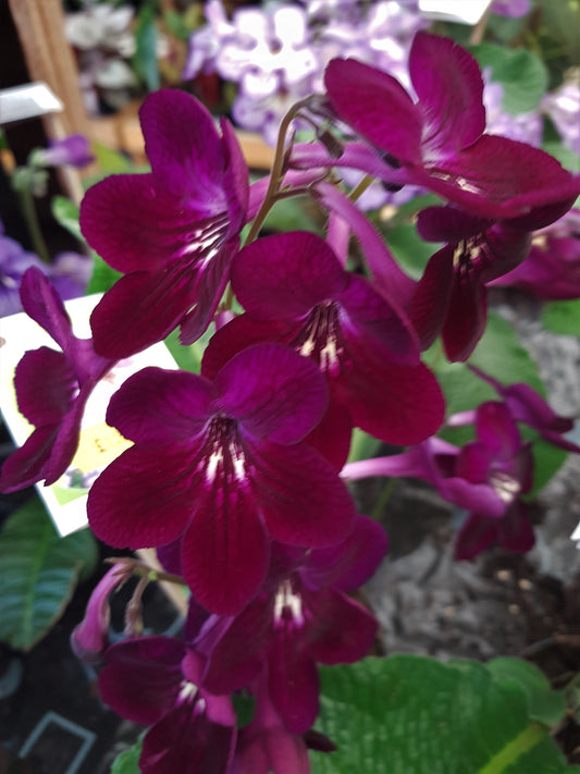 Streptocarpus Dibley's Patricia