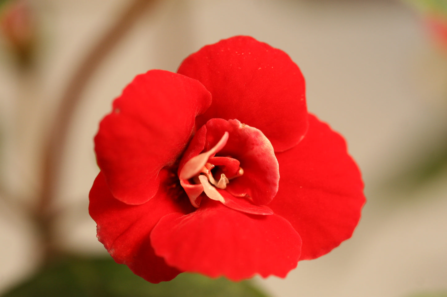 Achimenes Petite Fadette