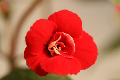 Achimenes Petite Fadette