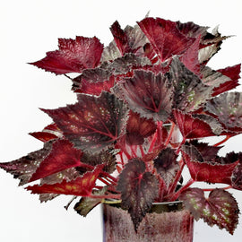 Begonia Phantom