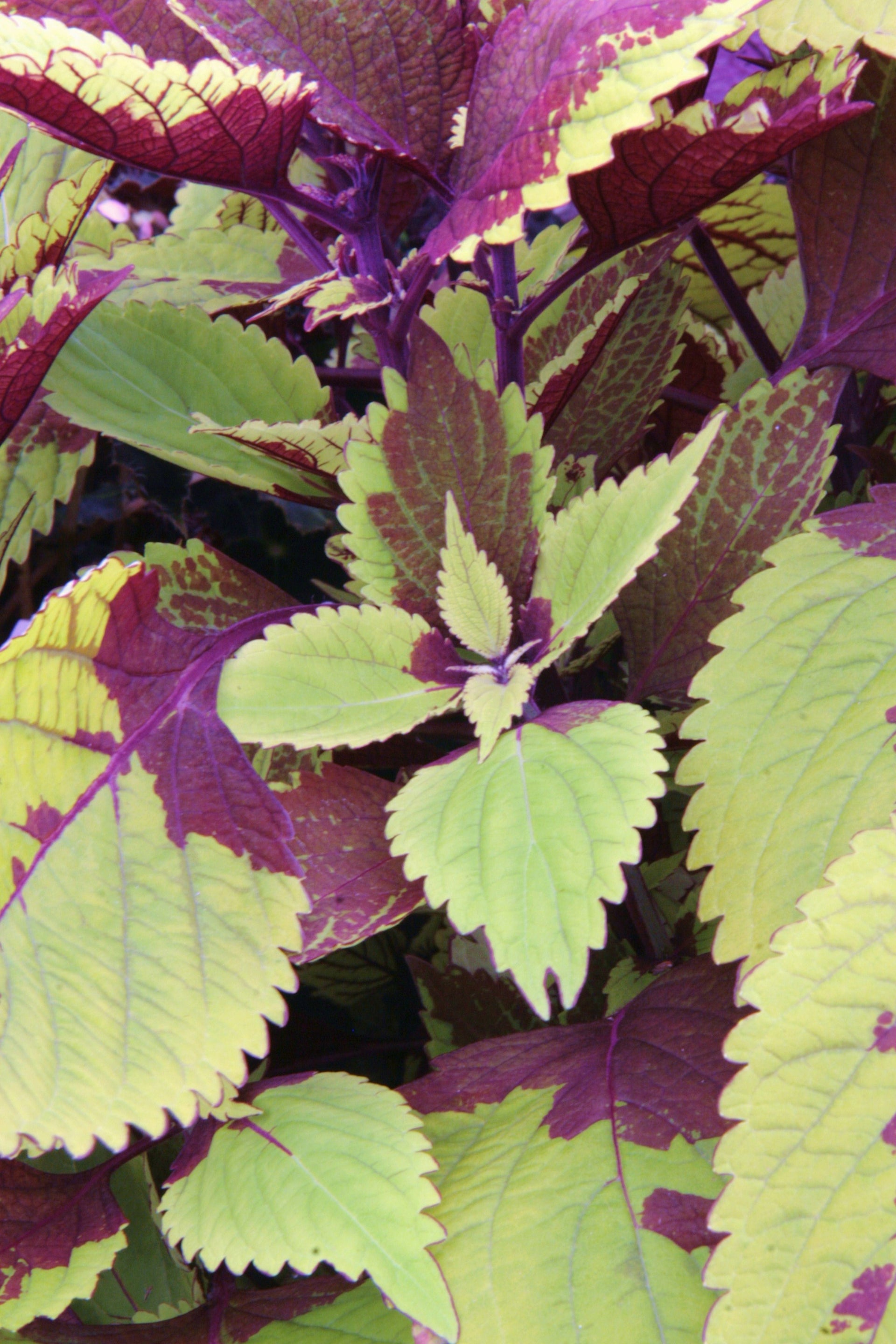 Coleus Pineapple Beauty – Dibleys