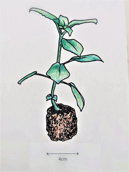 Achimenes Veronika Gotmanova