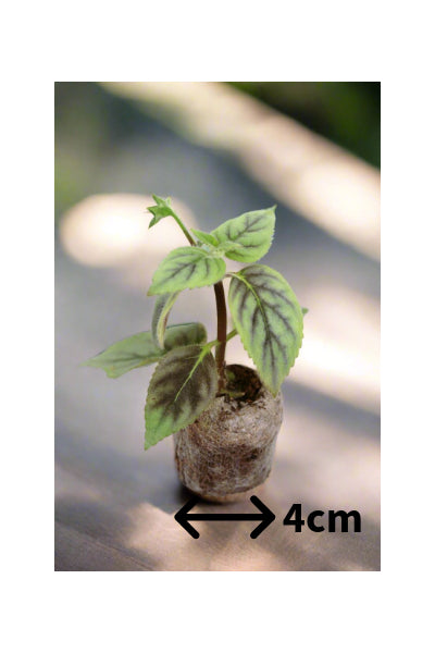 Achimenes Poil de Carotte - Dibleys
