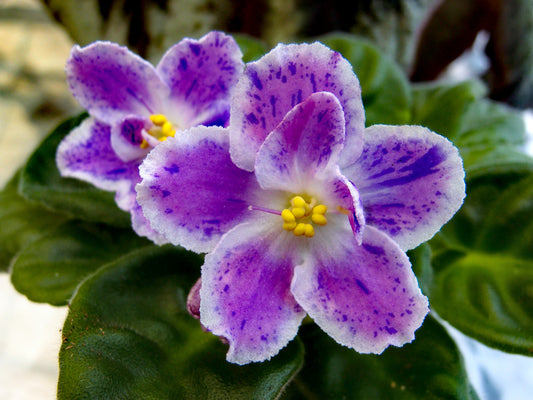 Saintpaulia Wedding (Podvenechnaia)