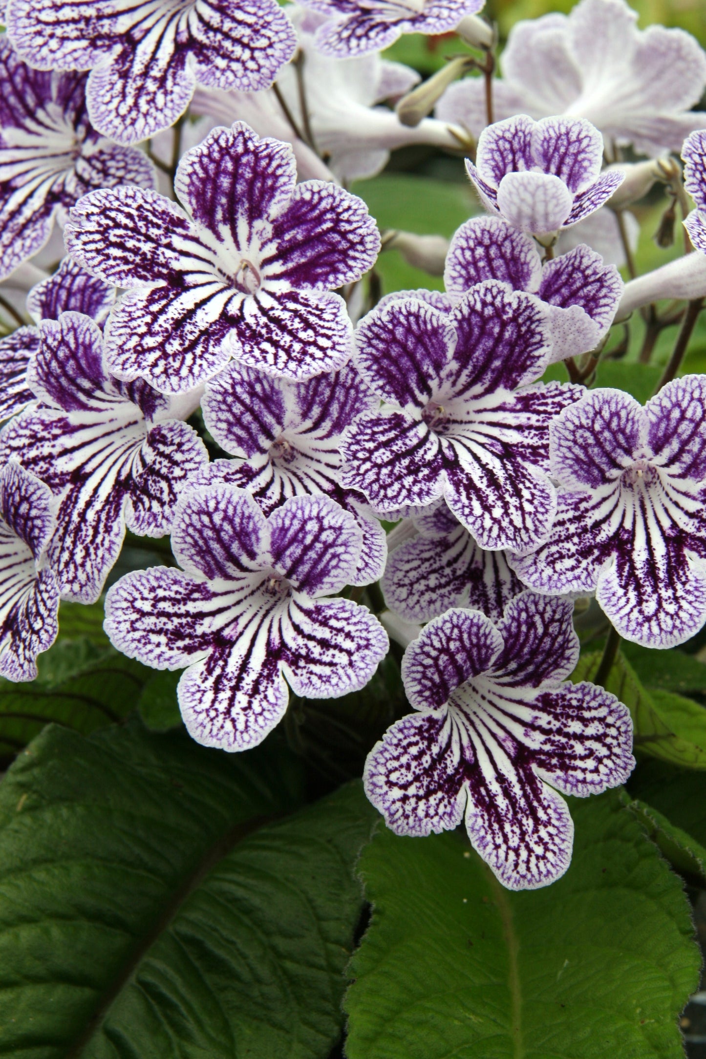 Streptocarpus Polka-Dot Purple