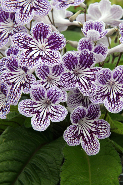 Streptocarpus Polka-Dot Purple