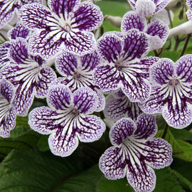 Streptocarpus Polka-Dot Purple