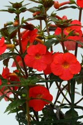 Achimenes Primadonna