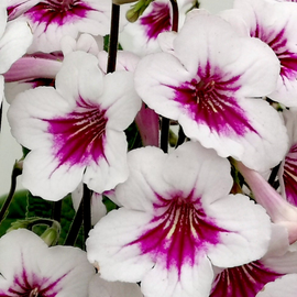 Streptocarpus Beverley NEW 2025