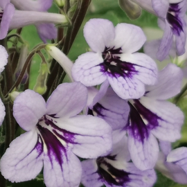 Streptocarpus Betty NEW 2025