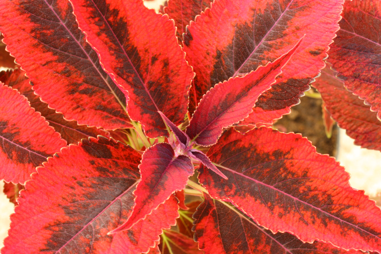 Solenostemon (Coleus) Red Angel