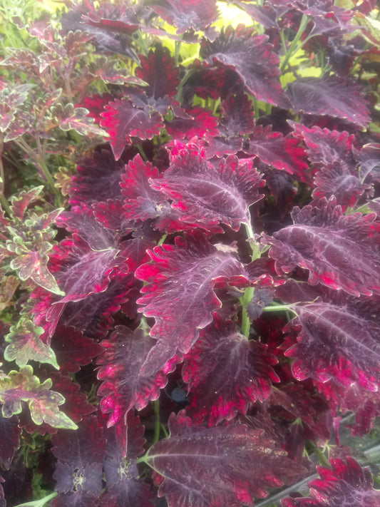 Coleus Red Velvet