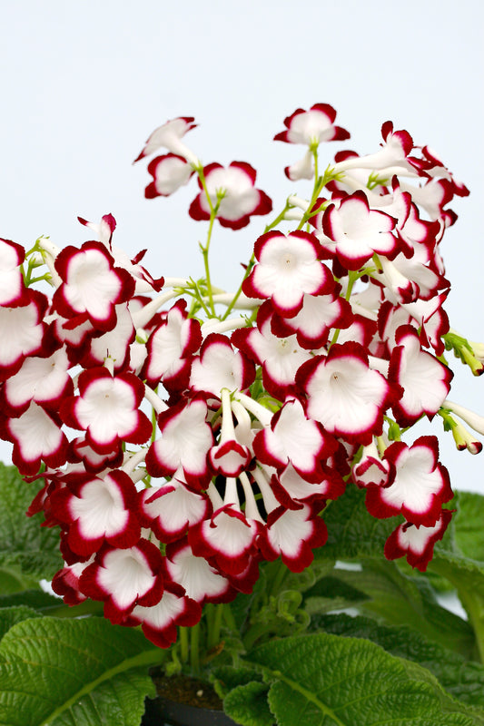 Streptocarpus Roulette Cherry