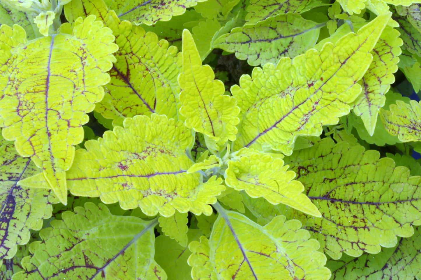 Coleus (Plectranthus) Roy Pedley