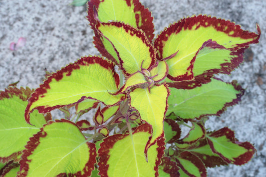 Coleus Saturn