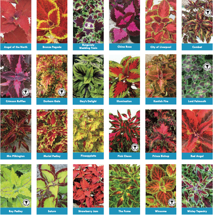 Coleus Plug Plants/Starter Plants: All varieties will be re-listed and available to order from early April 2024.