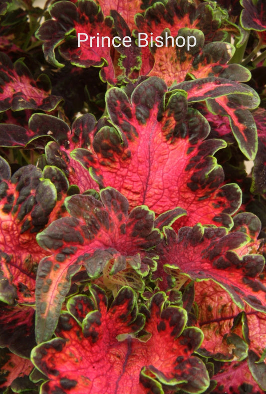 Coleus Prince Bishop